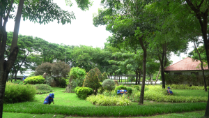 Công ty thi công cây xanh uy tín Hồ Chí Minh