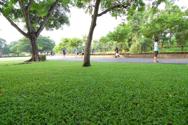 Hướng dẫn lựa chọn loại cỏ phù hợp cho sân vườn hoặc công viên