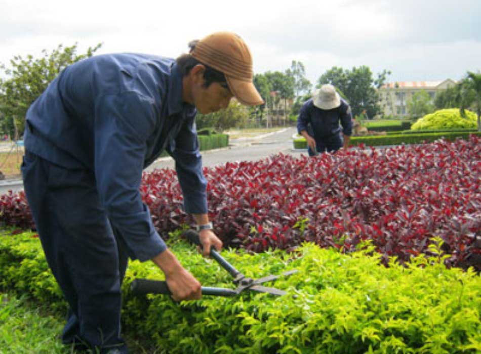 Cắt tỉa cây xanh tại Long An
