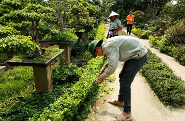 Cắt tỉa cây xanh tại Long An