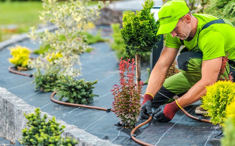 Chăm sóc cây xanh tại Long An uy tín