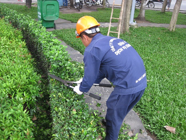 Chi phí chăm sóc cây xanh tại TP.HCM