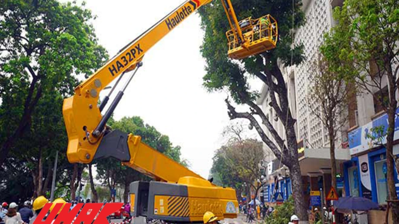 Sai lầm thường gặp khi tự cắt tỉa cây