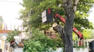 Khi nào cần cắt tỉa cây xanh