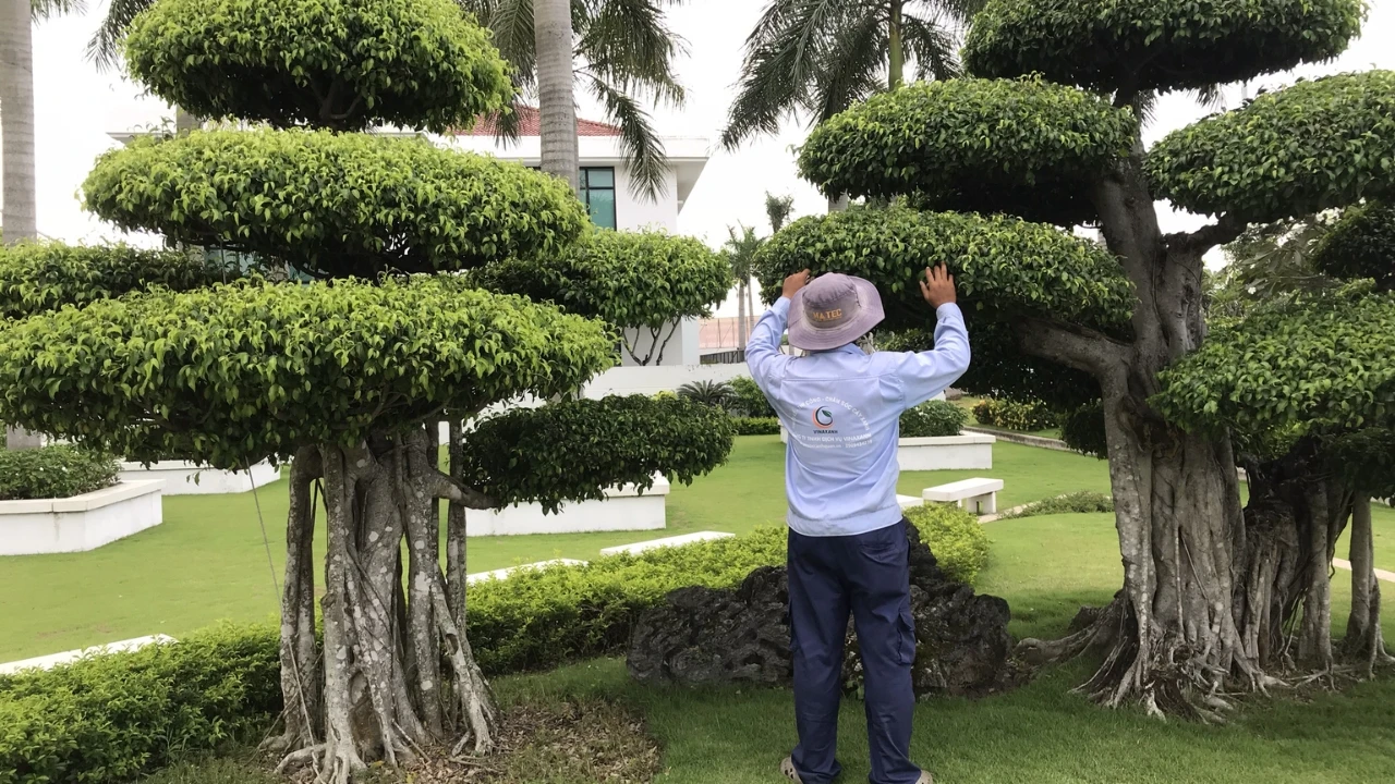Những loại cây cần cắt tỉa