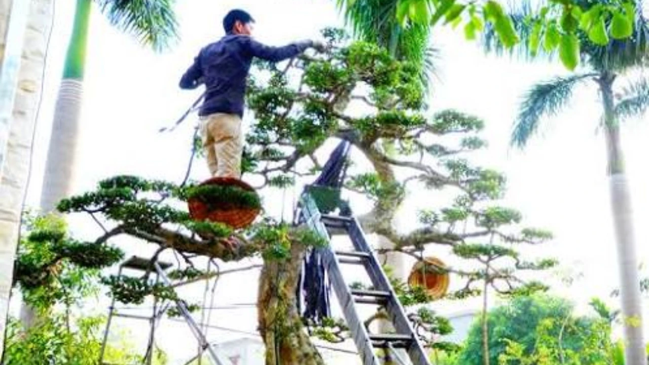 Những loại cây cần cắt tỉa