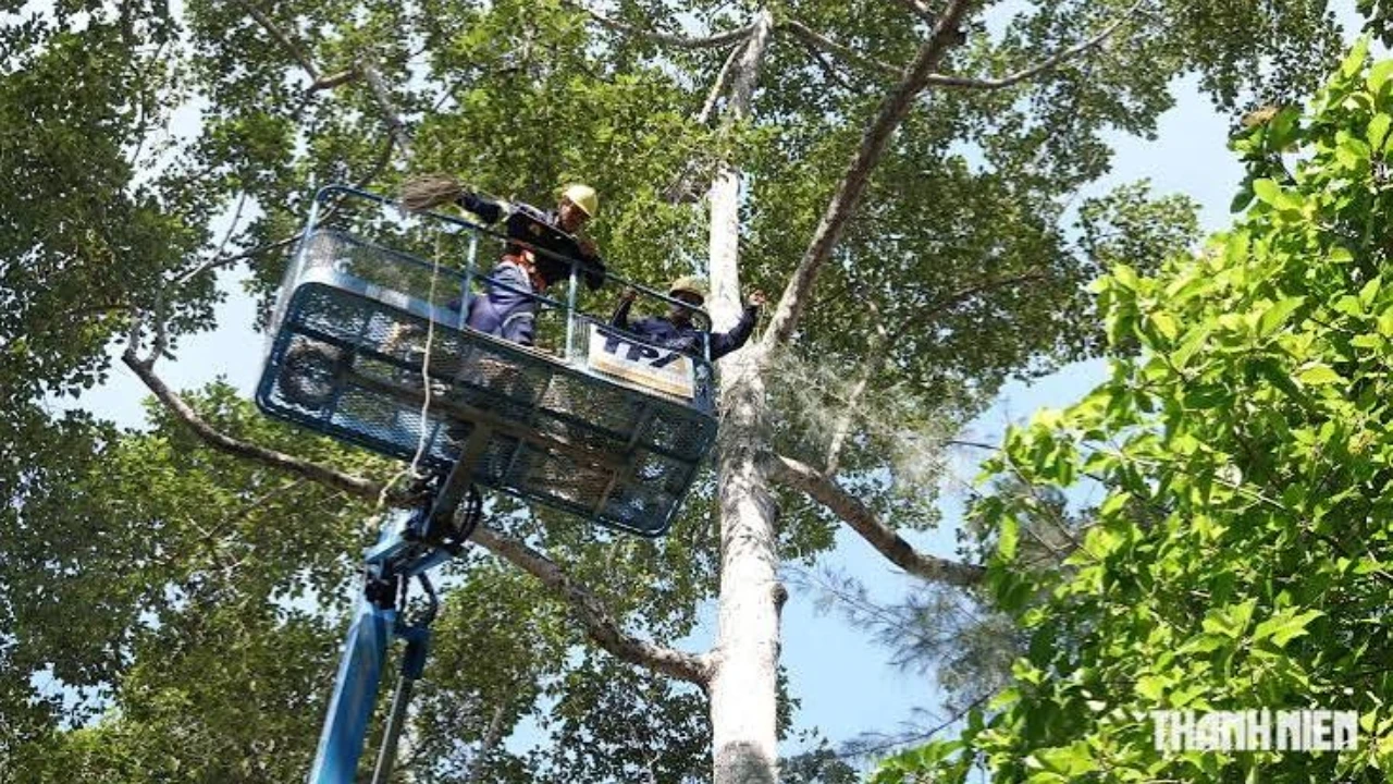 Những sai lầm khiến cây xanh