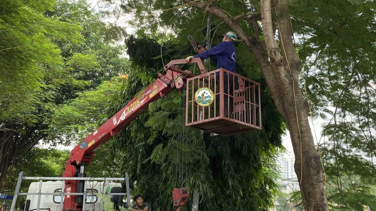Quy trình cắt tỉa cây xanh