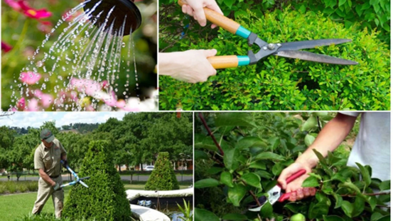 Quy trình cắt tỉa cây xanh