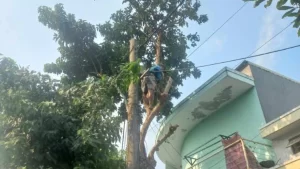 Sai lầm thường gặp khi tự cắt tỉa cây