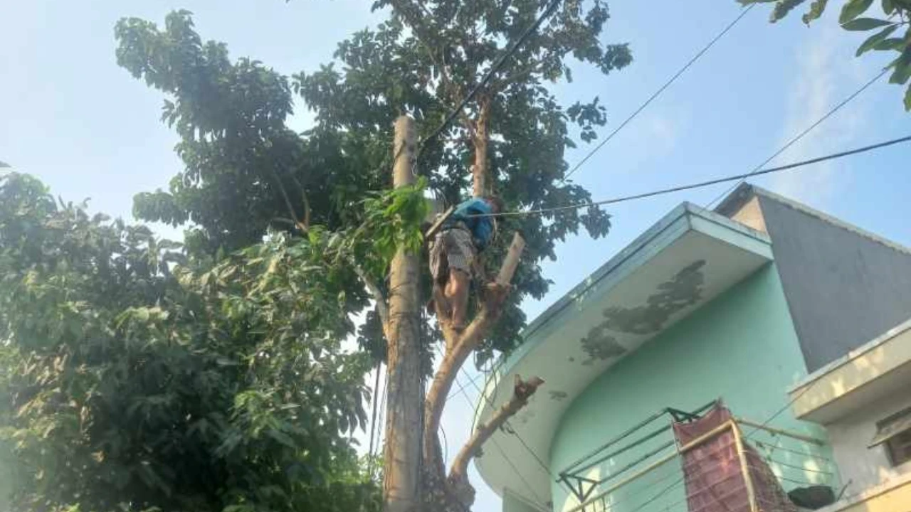 Sai lầm thường gặp khi tự cắt tỉa cây